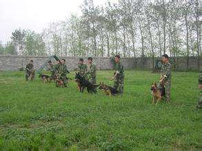 招犬防员 单双休 3000以上_常州家政保洁\/安保