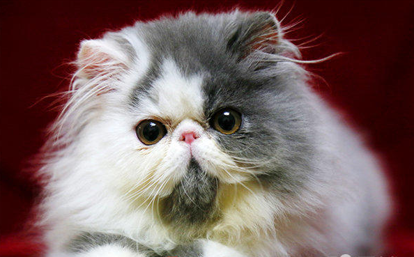 一.品质保证: 保证纯种,猫咪都是自己的猫舍繁殖的,同样的饲养成本我们不会养串子影响效益,而且做生意讲的是诚信。 二.健康保证: 保障1:可以与您签订活体销售协议来保证购买宝宝的健康和纯种. 保障2:本猫舍所出售的猫咪保证血统纯正,血缘清楚,如鉴定不纯我基地按售价的10倍进行赔偿。 保障3:凡本基地所售猫咪在7天内出现猫瘟,可凭当地兽医检疫部门的证明书免费调换同价位的猫咪。 保障4:本猫舍出售的猫咪绝对是健康的猫咪,出售后3个月内,非人为因素产生的健康问题,可送回我猫舍免费治疗。 保障5:本猫舍承担运输途
