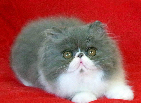 一.品质保证: 保证纯种,猫咪都是自己的猫舍繁殖的,同样的饲养成本我们不会养串子影响效益,而且做生意讲的是诚信。 二.健康保证: 保障1:可以与您签订活体销售协议来保证购买宝宝的健康和纯种. 保障2:本猫舍所出售的猫咪保证血统纯正,血缘清楚,如鉴定不纯我基地按售价的10倍进行赔偿。 保障3:凡本基地所售猫咪在7天内出现猫瘟,可凭当地兽医检疫部门的证明书免费调换同价位的猫咪。 保障4:本猫舍出售的猫咪绝对是健康的猫咪,出售后3个月内,非人为因素产生的健康问题,可送回我猫舍免费治疗。 保障5:本猫舍承担运输途