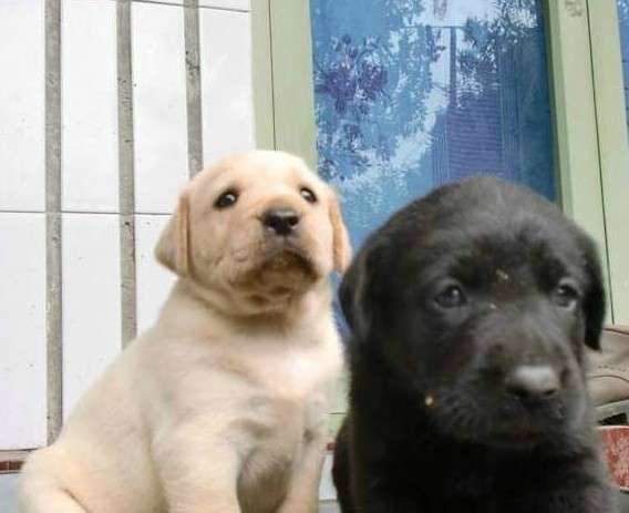 家有一窝猛犬拉布拉多大骨骼大耳朵保证健康纯种家有一窝猛犬拉布拉多大骨骼大耳朵保证健康纯种家有一窝猛犬拉布拉多大骨骼大耳朵保证健康纯种家有一窝猛犬拉布拉多大骨骼大耳朵保证健康纯种家有一窝猛犬拉布拉多大骨骼大耳朵保证健康纯种