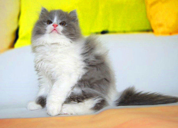 一.品质保证: 保证纯种,猫咪都是自己的猫舍繁殖的,同样的饲养成本我们不会养串子影响效益,而且做生意讲的是诚信。 二.健康保证: 保障1:可以与您签订活体销售协议来保证购买宝宝的健康和纯种. 保障2:本猫舍所出售的猫咪保证血统纯正,血缘清楚,如鉴定不纯我基地按售价的10倍进行赔偿。 保障3:凡本基地所售猫咪在7天内出现猫瘟,可凭当地兽医检疫部门的证明书免费调换同价位的猫咪。 保障4:本猫舍出售的猫咪绝对是健康的猫咪,出售后3个月内,非人为因素产生的健康问题,可送回我猫舍免费治疗。 保障5:本猫舍承担运输途