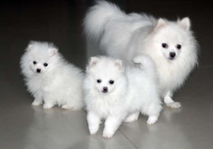 两个月的白色博美狗怎么养,怎么判断幼犬之前