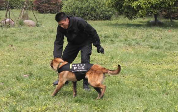 犬防员 8小时双休 3500每月 包吃住 爱狗不怕狗