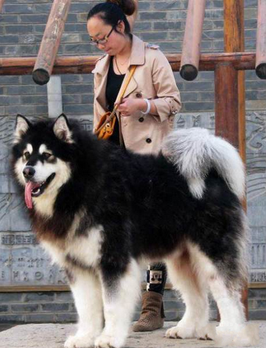 家养一窝纯种黑白十字脸巨型 阿拉斯加雪橇犬 幼犬出售, - [举报]