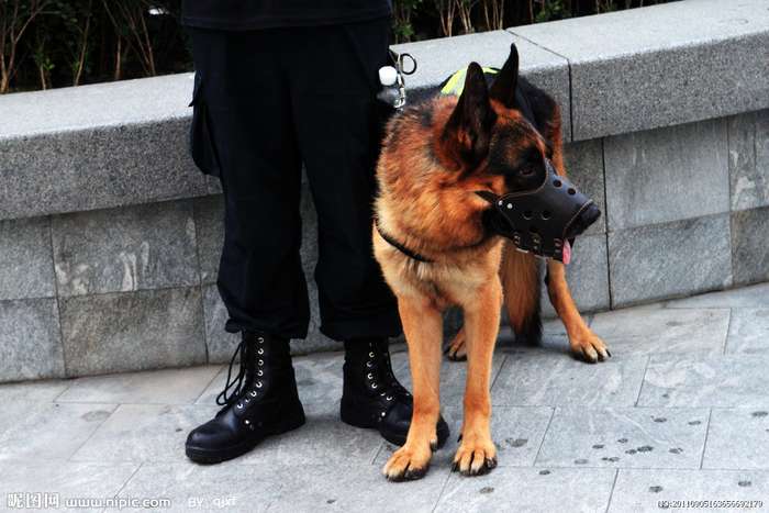 新北诚招犬防员交五险一金8小时双休包吃住月