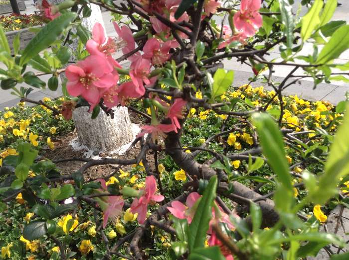 vvvvliu刘老师新20152015--小学阅读理解小考作