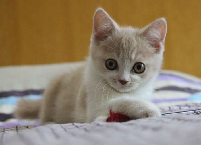 猫盒子爱猫舍,有偿领养_常州宠物猫_化龙巷分