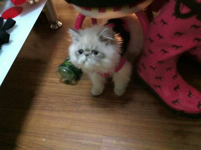 喜马拉雅猫dd_常州其他品种猫_化龙巷分类信息_分类100