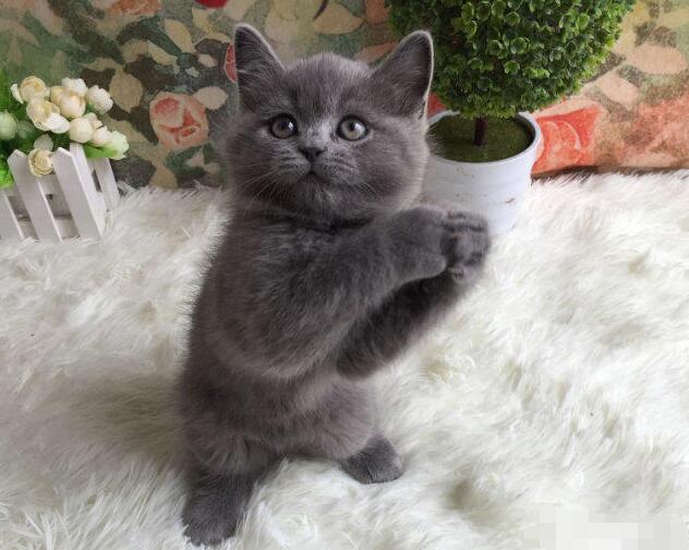 英国短毛猫蓝猫纯蓝 英短活体纯种宠物