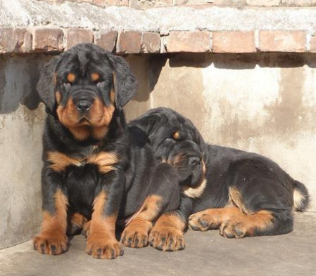 家养的德系罗威纳幼犬高大威猛四肢粗壮品相好