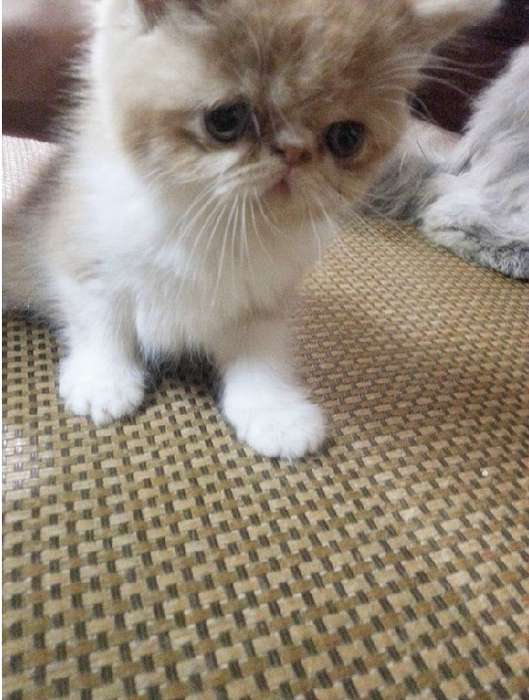 看着你 我有种不祥的预感 你懂得?_常州宠物猫