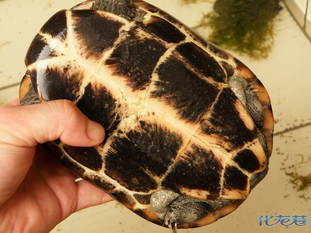 繁殖必选 1年4窝蛋 正中江苏本土中华大草龟(种