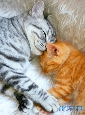 想要亲自帮猫咪剪指甲吗?那就进来学习一下吧