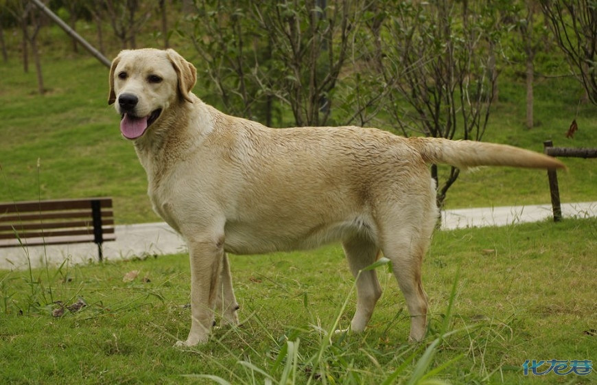 <em>美女</em>拉布拉多<em>选老公</em>啦!-第2页|宠物姻缘区-化龙