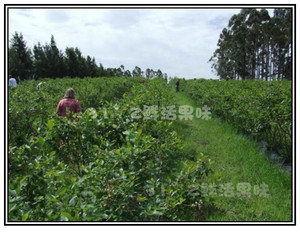 【31°鲜味水果(常州团)】热门排行榜:海南西瓜