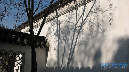树影投射在白墙上.白墙是太阳的画布.