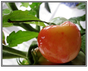 【31°鲜味水果(常州团)】正宗海南千禧小番茄