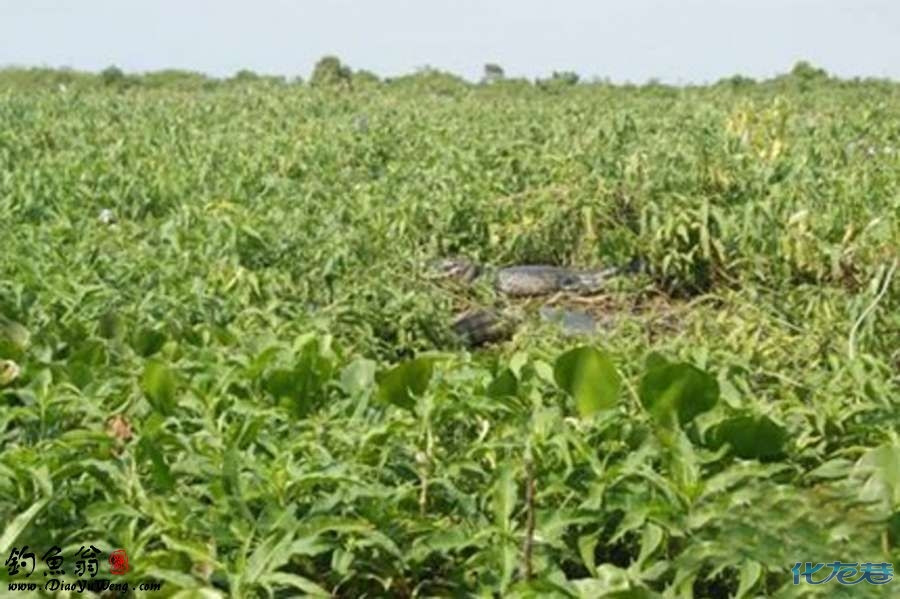 [转帖] 钓鱼疯子的巴西 巴拉圭河 朝圣(亚马逊续