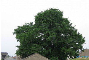 常州魏村有棵树龄千年的古银杏树,你们知道不