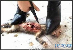 <em>美女</em>高跟鞋<em>踩死</em>小猫,很血腥,简直不是人-化龙巷