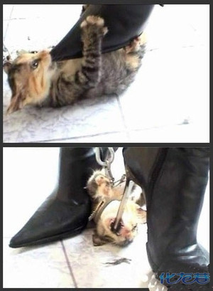 <em>美女</em>高跟鞋<em>踩死</em>小猫,很血腥,简直不是人-化龙巷