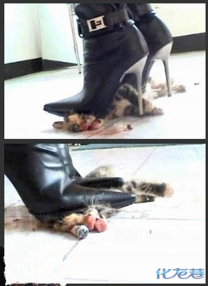 <em>美女</em>高跟鞋<em>踩死</em>小猫,很血腥,简直不是人-化龙巷