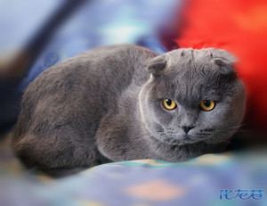 可爱滴折耳小蓝猫50天照片,大家来围观!