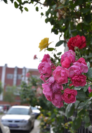 轻松拍出背景虚化滴感觉不是梦!卡片,微单也能