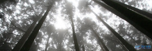 登录/注册后可看大图