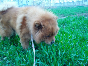 狗胖胖。今早被人用毒针害死了。操TMLGB药