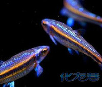 小缸养不错的冷水鱼,觉得热带的养的太麻烦 ,秒