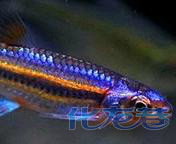 小缸养不错的冷水鱼,觉得热带的养的太麻烦 ,秒