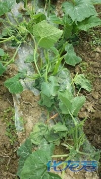 溧阳南钱村领导开着警车下乡糟蹋老百姓的农作