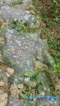 溧阳南钱村领导开着警车下乡糟蹋老百姓的农作