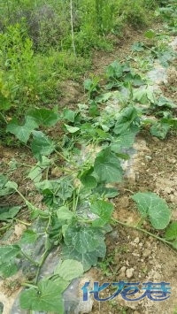 溧阳南钱村领导开着警车下乡糟蹋老百姓的农作