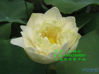 花-带你走进私人荷花圣地,领略一花一世界,一树