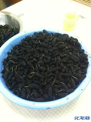 晒晒自己做的桑葚酵素,具有分解脂肪、降低血