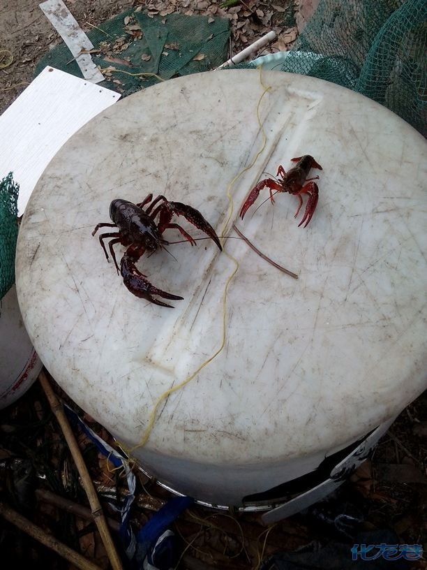 草鸡,草鸡蛋,自家鱼塘散养,草鸡25一斤,草鸡蛋