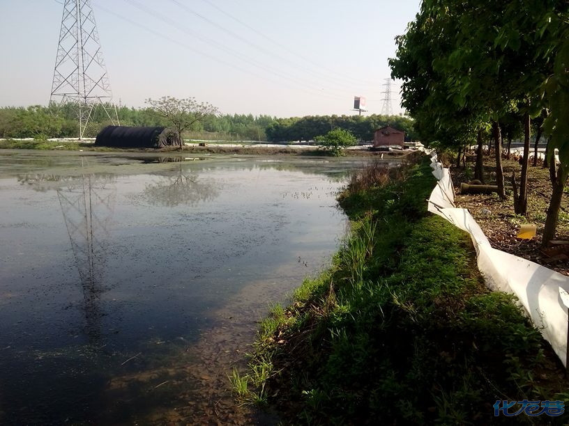 草鸡,草鸡蛋,自家鱼塘散养,草鸡25一斤,草鸡蛋