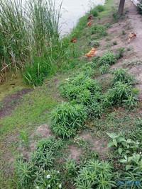 草鸡,草鸡蛋,自家鱼塘散养,草鸡25一斤,草鸡蛋