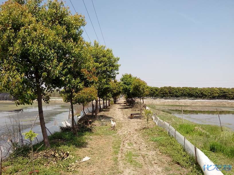 草鸡,草鸡蛋,自家鱼塘散养,草鸡25一斤,草鸡蛋