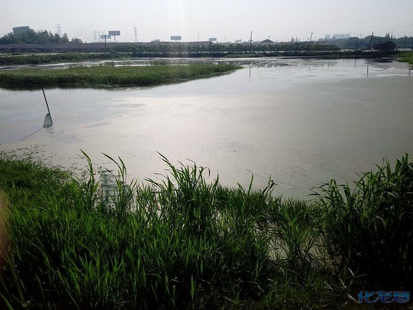 草鸡,草鸡蛋,自家鱼塘散养,草鸡25一斤,草鸡蛋