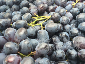 【31°鲜味水果(常州团)】正宗海南千禧小番茄