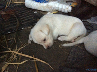 萌狗狗免费送】乡下小草狗一窝八个兄弟<em>姊妹</em>~