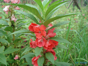 金凤花,又名<em>小桃红</em>、假桃花、凤仙花等,最受人