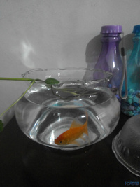 锦鲤的鱼缸里适合养什么水草?