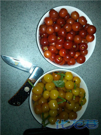 溧阳美丽的乡村樱桃-化龙巷触屏版