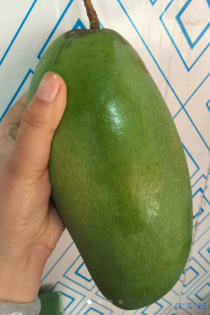 荔枝11元一斤 台湾大青芒9.9一斤