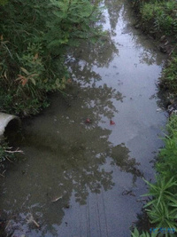 溧阳水质令人堪忧!我真心希望广大老百姓能够