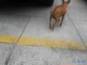 狗小乳硕,杠杠的,阿呀呀,科学家们研究研究,很有